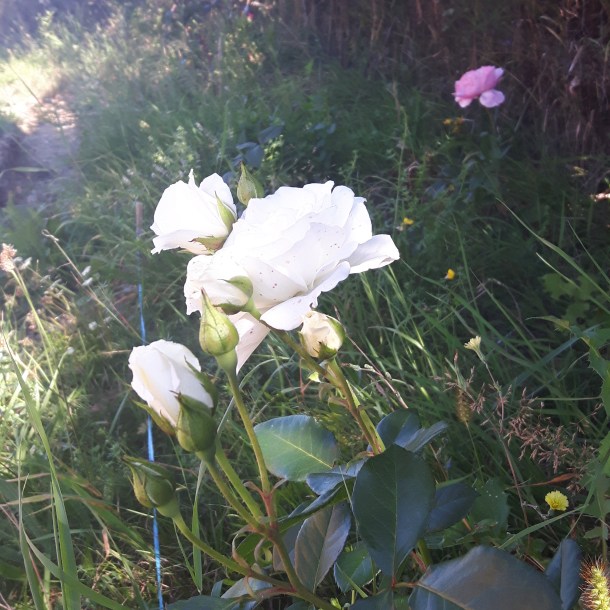 Trandafiri din prima generație plantată (2015)