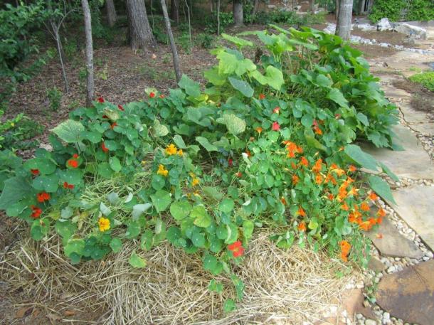 Nasturas + Castravete + Dovleac