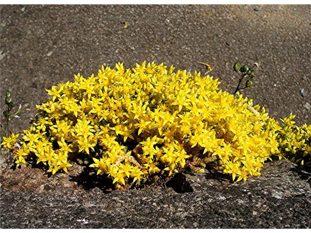 sedum acre
