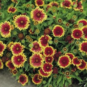 gaillardia