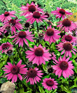 echinacea
