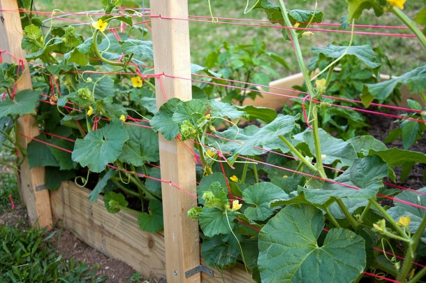 spalier pentru zucchini