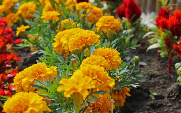 marigold mexicane